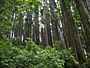 Redwood National Park - by Dolf